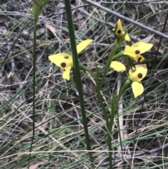 Diuris sulphurea (Tiger Orchid) at Block 402 - 6 Nov 2022 by Tapirlord