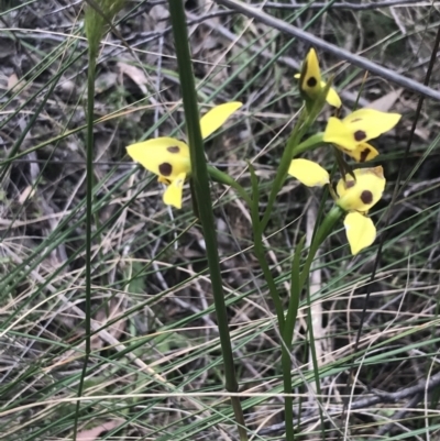 Diuris sulphurea (Tiger Orchid) at Piney Ridge - 6 Nov 2022 by Tapirlord