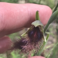 Calochilus platychilus (Purple Beard Orchid) at Block 402 - 6 Nov 2022 by Tapirlord