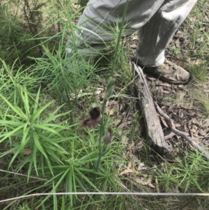 Calochilus platychilus at Stromlo, ACT - 6 Nov 2022