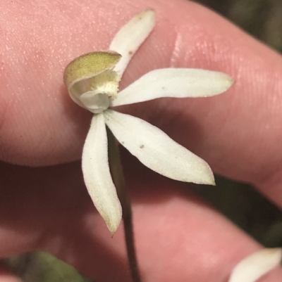 Caladenia moschata (Musky Caps) at Stromlo, ACT - 6 Nov 2022 by Tapirlord