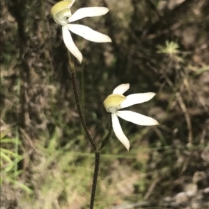 Caladenia moschata at Stromlo, ACT - 6 Nov 2022