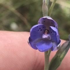 Thelymitra juncifolia (Dotted Sun Orchid) at Stromlo, ACT - 6 Nov 2022 by Tapirlord