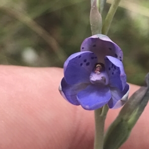 Thelymitra juncifolia at Stromlo, ACT - 6 Nov 2022