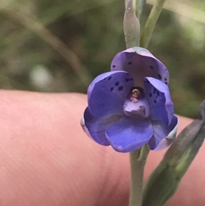 Thelymitra juncifolia (Dotted Sun Orchid) at Block 402 - 6 Nov 2022 by Tapirlord