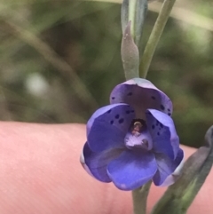 Thelymitra juncifolia at Stromlo, ACT - suppressed