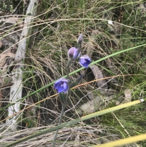 Thelymitra juncifolia at Stromlo, ACT - 6 Nov 2022