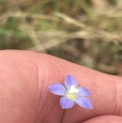 Wahlenbergia multicaulis (Tadgell's Bluebell) at Block 402 - 6 Nov 2022 by Tapirlord