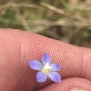 Wahlenbergia multicaulis at Stromlo, ACT - 6 Nov 2022