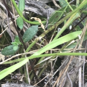 Wahlenbergia multicaulis at Stromlo, ACT - 6 Nov 2022