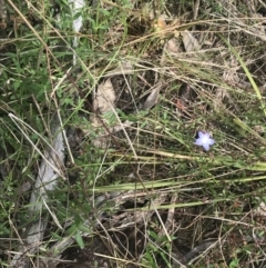 Wahlenbergia multicaulis at Stromlo, ACT - 6 Nov 2022