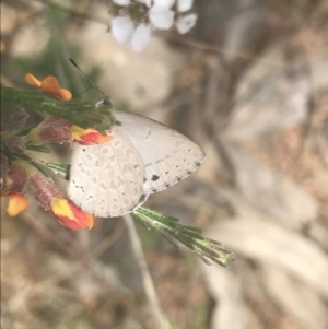 Erina hyacinthina at Molonglo Valley, ACT - 6 Nov 2022 12:32 PM