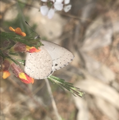 Erina hyacinthina (Varied Dusky-blue) at Block 402 - 6 Nov 2022 by Tapirlord