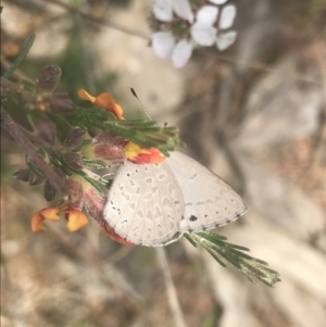 Erina hyacinthina at Molonglo Valley, ACT - 6 Nov 2022 12:32 PM