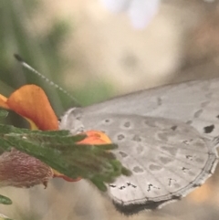 Erina hyacinthina at Molonglo Valley, ACT - 6 Nov 2022