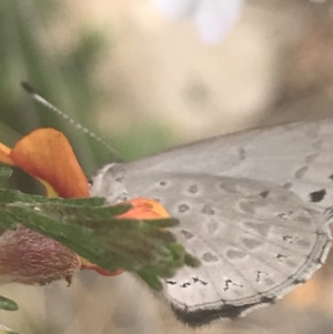 Erina hyacinthina at Molonglo Valley, ACT - 6 Nov 2022