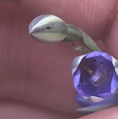 Thelymitra juncifolia (Dotted Sun Orchid) at Denman Prospect 2 Estate Deferred Area (Block 12) - 6 Nov 2022 by Tapirlord