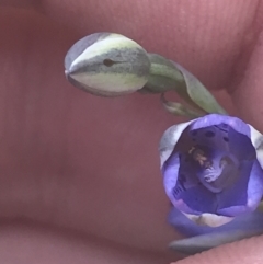 Thelymitra juncifolia (TBC) at Bluetts Block Area - 6 Nov 2022 by Tapirlord