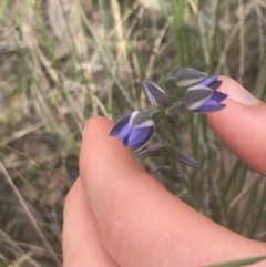 Thelymitra juncifolia at Molonglo Valley, ACT - 6 Nov 2022