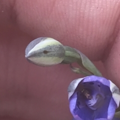 Thelymitra juncifolia at Molonglo Valley, ACT - suppressed