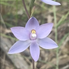 Thelymitra nuda (Scented Sun Orchid) at Molonglo Valley, ACT - 6 Nov 2022 by Tapirlord