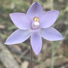 Thelymitra nuda at Molonglo Valley, ACT - suppressed