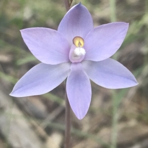 Thelymitra nuda at Molonglo Valley, ACT - 6 Nov 2022