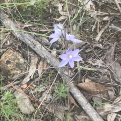 Thelymitra nuda at Molonglo Valley, ACT - suppressed