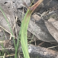 Thelymitra nuda at Molonglo Valley, ACT - suppressed