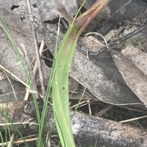 Thelymitra nuda at Molonglo Valley, ACT - suppressed