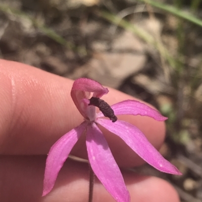 Caladenia congesta (Pink Caps) at Molonglo Valley, ACT - 6 Nov 2022 by Tapirlord