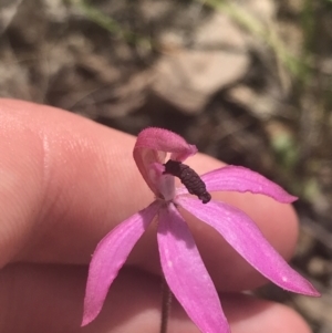 Caladenia congesta at Molonglo Valley, ACT - suppressed