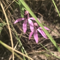 Caladenia congesta at Molonglo Valley, ACT - suppressed