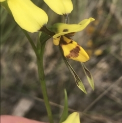 Diuris sulphurea (Tiger Orchid) at Molonglo Valley, ACT - 6 Nov 2022 by Tapirlord