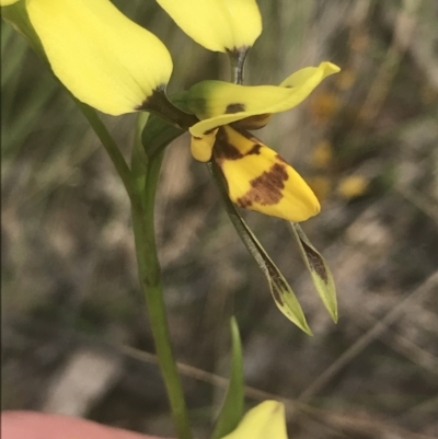 Diuris sulphurea (Tiger Orchid) at Molonglo Valley, ACT - 6 Nov 2022 by Tapirlord