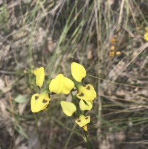 Diuris sulphurea at Molonglo Valley, ACT - suppressed