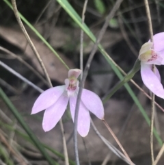 Caladenia carnea (Pink Fingers) at Stromlo, ACT - 6 Nov 2022 by Tapirlord