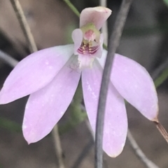 Caladenia carnea at Stromlo, ACT - 6 Nov 2022