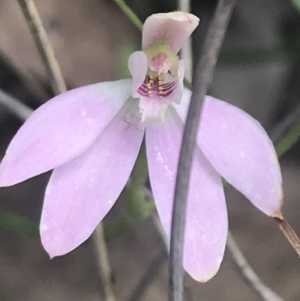 Caladenia carnea at Stromlo, ACT - 6 Nov 2022