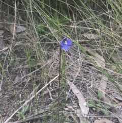Thelymitra simulata (Graceful Sun-orchid) at Piney Ridge - 6 Nov 2022 by Tapirlord