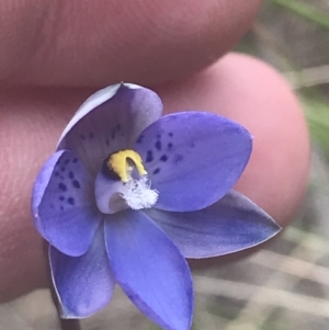 Thelymitra simulata at Stromlo, ACT - 6 Nov 2022