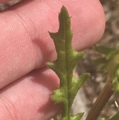 Senecio hispidulus (Hill Fireweed) at Block 402 - 6 Nov 2022 by Tapirlord