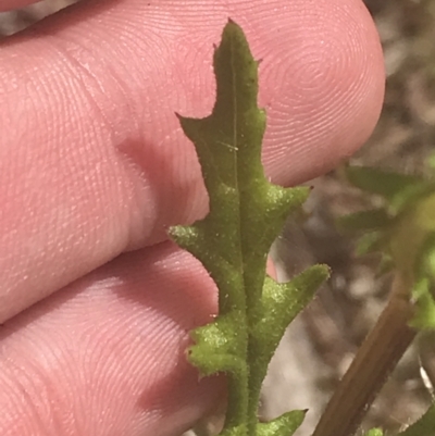 Senecio hispidulus (Hill Fireweed) at Block 402 - 6 Nov 2022 by Tapirlord