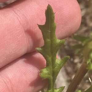 Senecio hispidulus at Stromlo, ACT - 6 Nov 2022