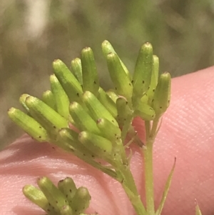 Senecio hispidulus at Stromlo, ACT - 6 Nov 2022