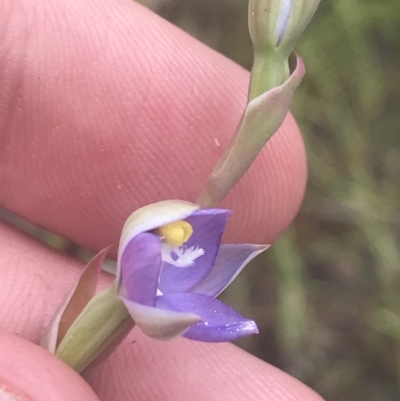 Thelymitra pauciflora (Slender Sun Orchid) at Piney Ridge - 6 Nov 2022 by Tapirlord