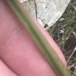 Thelymitra pauciflora at Molonglo Valley, ACT - suppressed