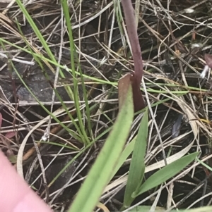 Thelymitra pauciflora at Molonglo Valley, ACT - 6 Nov 2022