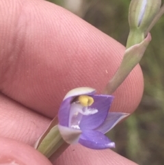 Thelymitra pauciflora at Molonglo Valley, ACT - suppressed