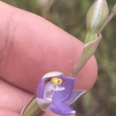 Thelymitra pauciflora at Molonglo Valley, ACT - suppressed